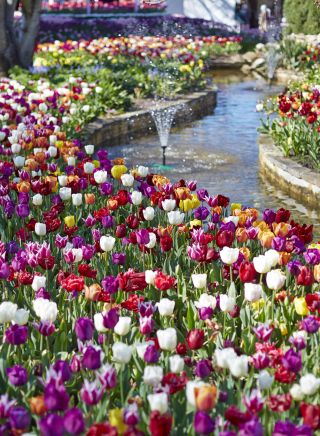 Tulip Time - one of Australia's oldest and leading floral festivals blooms, Bowral